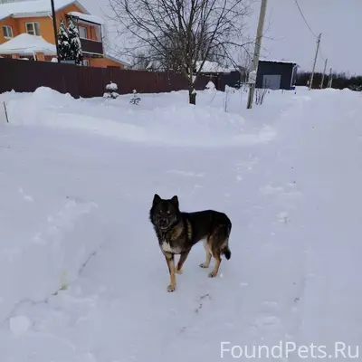Найден пес в д. Ананьино. Пока...