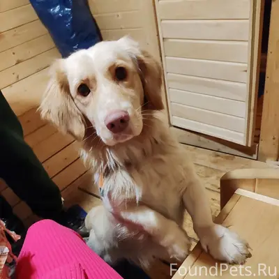 ❗Внимание ❗ ❗Убежал пес❗ Кличк...