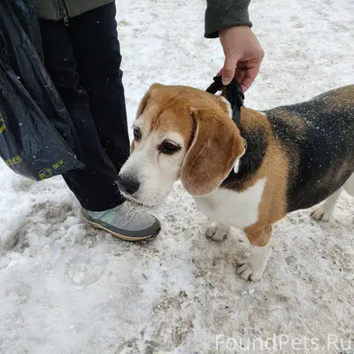 Поиск хозяев. Вот такая собака...