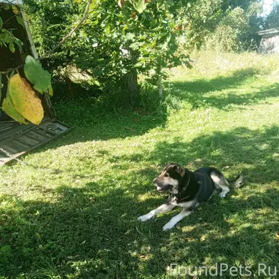 Убежала собака кличка Норд,не ...