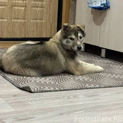 Потерялся щенок в пятницу вече...