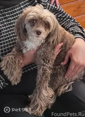 🔊Пропала собака! Пожалуйста, м...