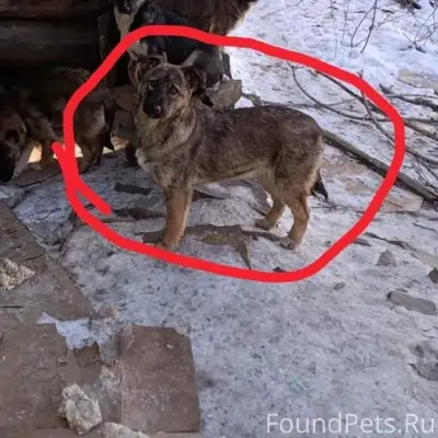 Потерялся Добрый, пугливый, ст...