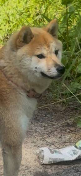 🚨 ВНИМАНИЕ! ПРОПАЛА СОБАКА 🚨 🐕...