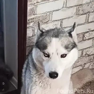 Не теряем надежды! Убежал пёс,...