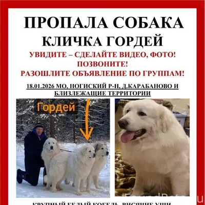 ❗️Потерялась собака, пиренеец ...