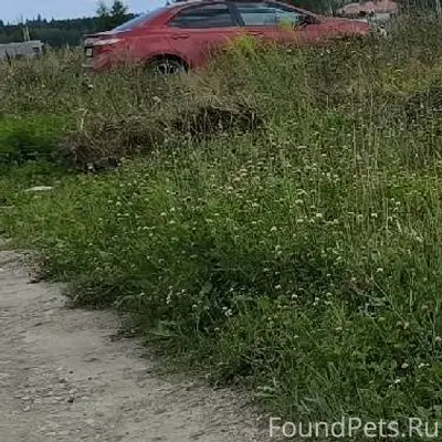 Убежала собака, Лайка, светло-...