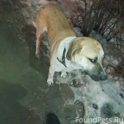 Чей пëс потерялся? Кобель, сре...