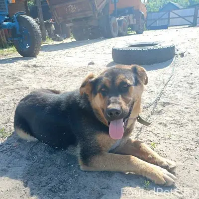 Пропала собака д.Масловка. Есл...