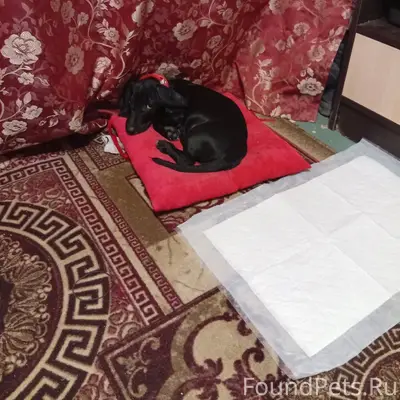 Кто потерял собаку ??? В красн...