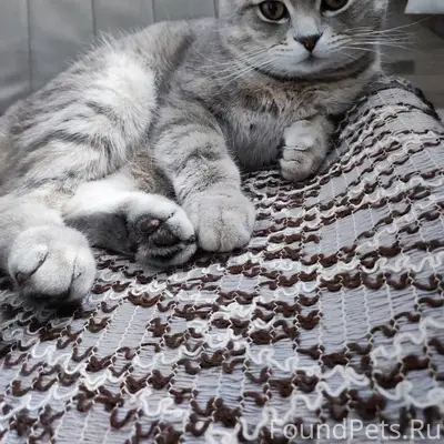 Пропал кот в районе ул.Тамбовс...