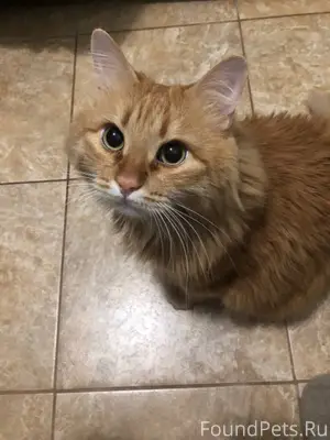 🆘 СРОЧНО! ПРОПАЛ КОТ ПОСЛЕ ДТП...