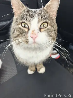 Здравствуйте, 30.01 найден кот...