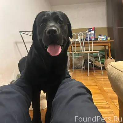 Найдена собака . Сновицы. Ночь...