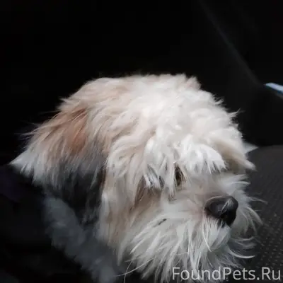 Найдена собака по адресу Волод...