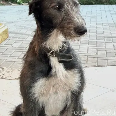 Добрый вечер 🌇 Убежал пес, 01....