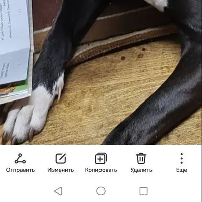 ПРОПАЛА СОБАКА. В РАЙОНЕ ТЕКСТ...