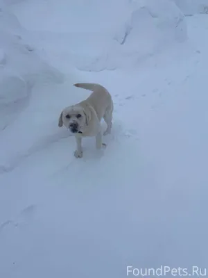 Потерялся пес по кличке Юни по...