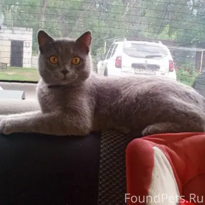 Пропал кот в районе Дк 1...