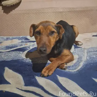 🐾✨ Внимание, друзья! ✨🐾 Сегодн...