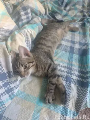 Был найден котенок в р-не...