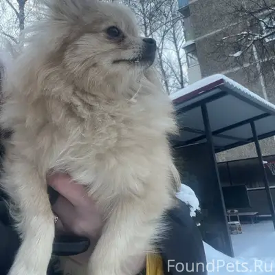 Найдена собака,девочка.без оше...