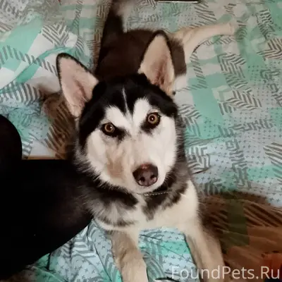 Чья-то потерявшаяся собачка со...