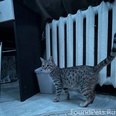 ❗🆘на заречке найдена кошка, ск...