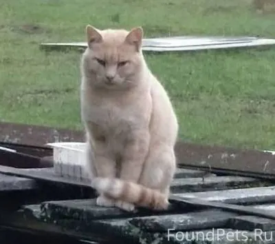 Пропал кот. Если видели, пожал...