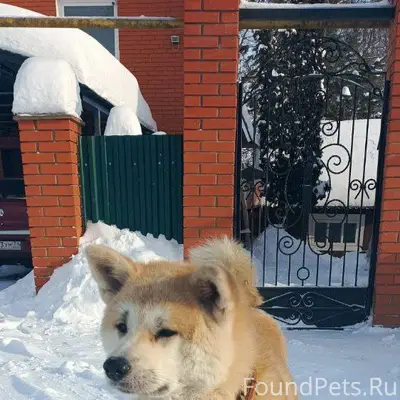 Донской Найдена собака 8953429...