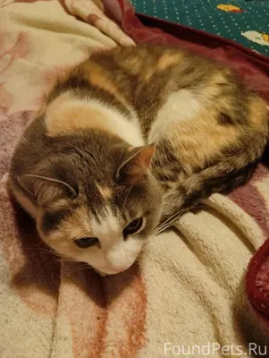 Пропала кошка!!! Красногорск р...