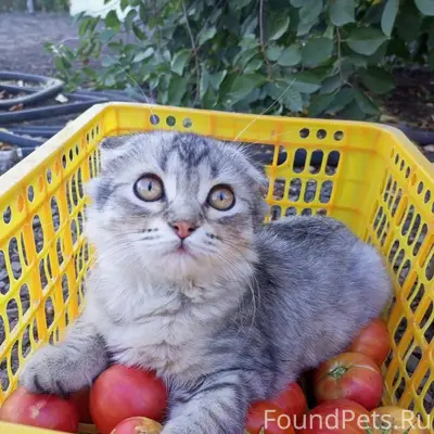 Пропала кошка, ушла 3 дня наза...