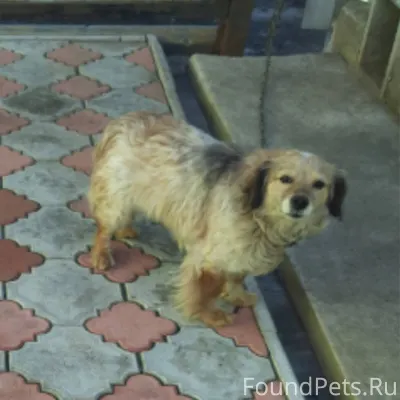 Потерялась собака т.8951426378...