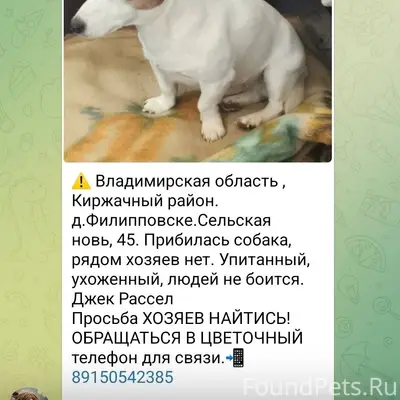 Киржачский район. Найдена соба...