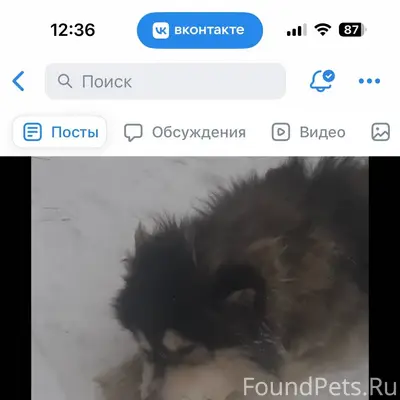 24.01.26. Найдена собака,нашед...