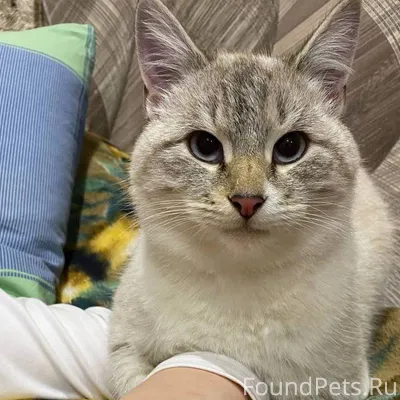 ❗️ПРОПАЛ КОТ если кто то видел...