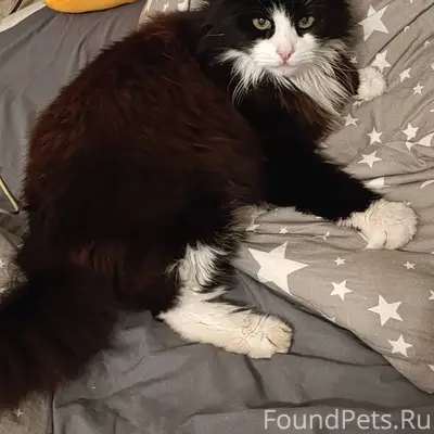 Пропал кот, в районе Урицкого ...