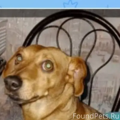 Найден кобель в районе 64 школ...