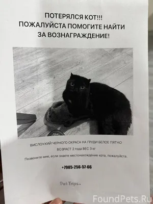 🆘🆘🆘ПРОПАЛ КОТ🆘🆘🆘 27 января 202...