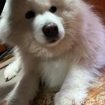 Найдена собака, просьба отозва...