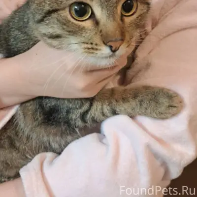 Чей потеряшка? 2 февраля утром...