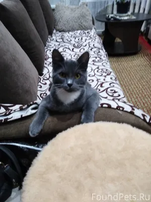 Добрый день! 31.01 пропал кот....