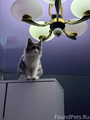 Пропали коты п.таловый в район...