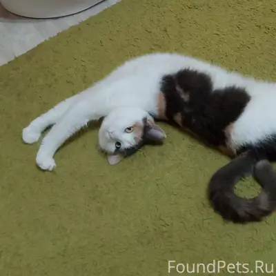 Пропала кошка Алиска с ул. Сам...