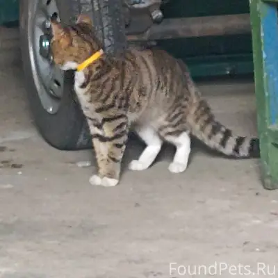 Найдена кошка на ул. Островско...