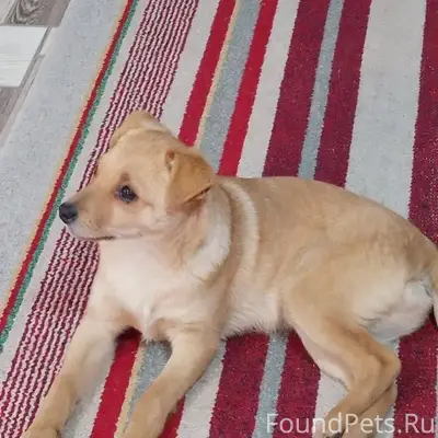 Пропал пёс, фото старое, сейча...