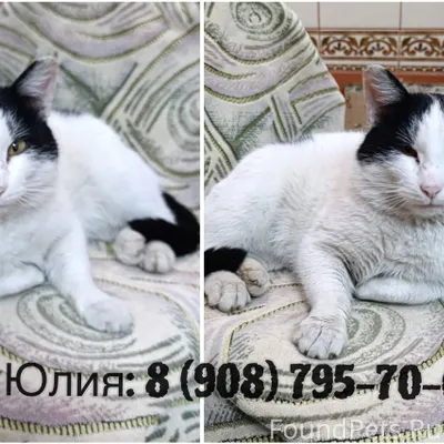 Кот, переживший мороз… Омск! (...