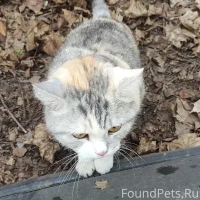 Опубликуйте пожалуйста. Пропал...