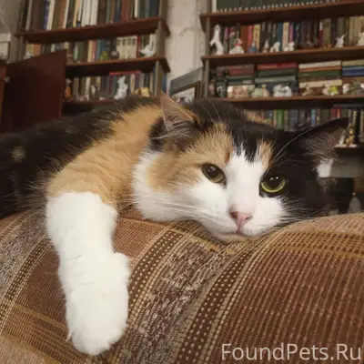 Пропала трёхцветная кошка недалеко от м. Технологический институт.