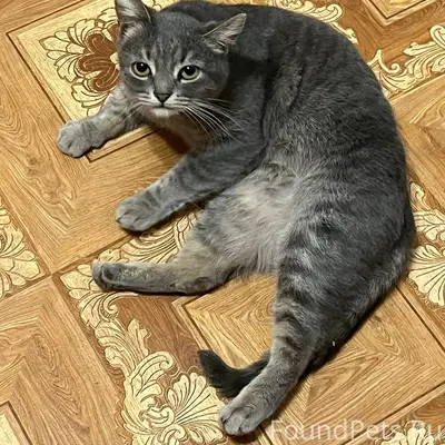 Найдена кошечка (или кот) в по...